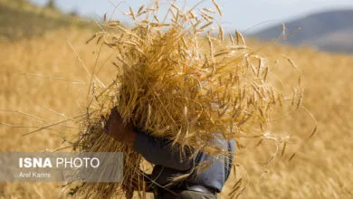 خودکفایی در گندم دستاوردی است که نیاز به مراقبت و حمایت دارد