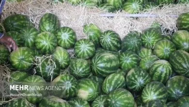 واکنش سازمان ملی استاندارد به ویدئوی جنجالی هندوانه صادراتی